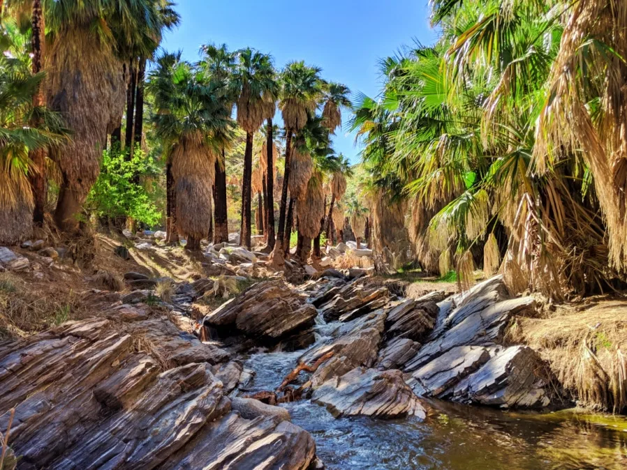 Palm oasis along a desert creek trail